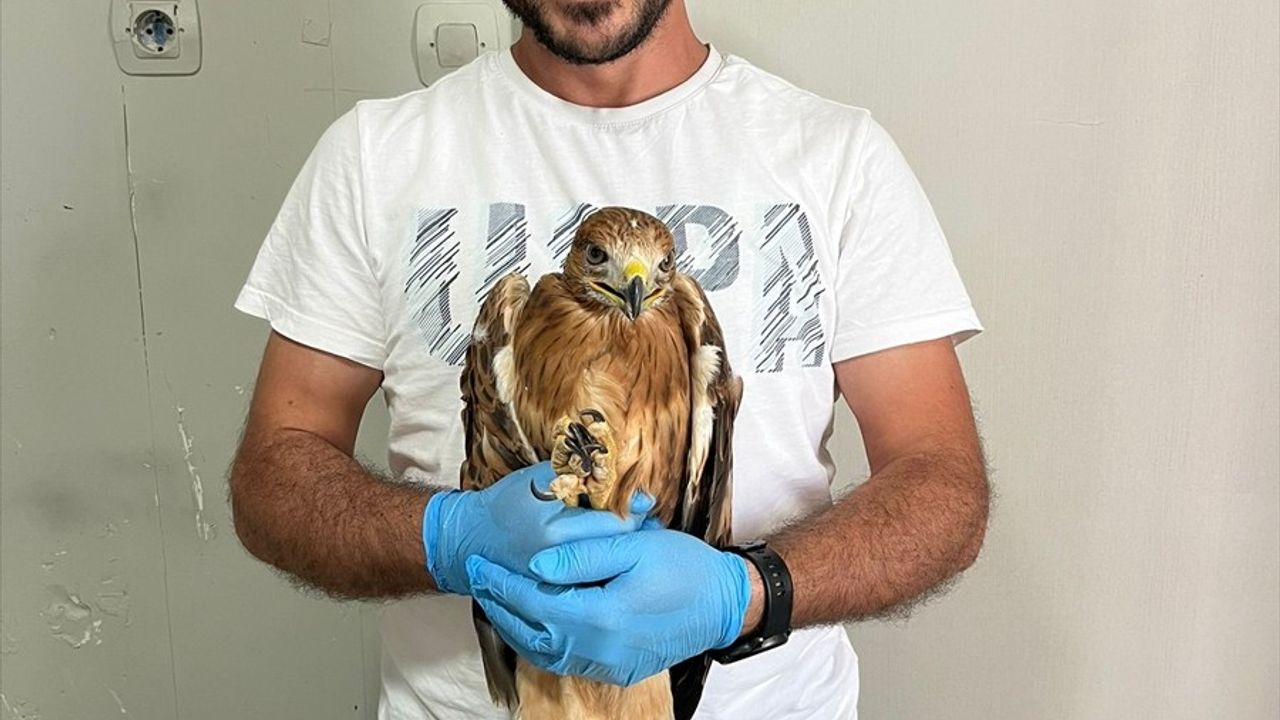 Erzurum'da Yaralı Şahin Tedavisinin Ardından Doğaya Salındı