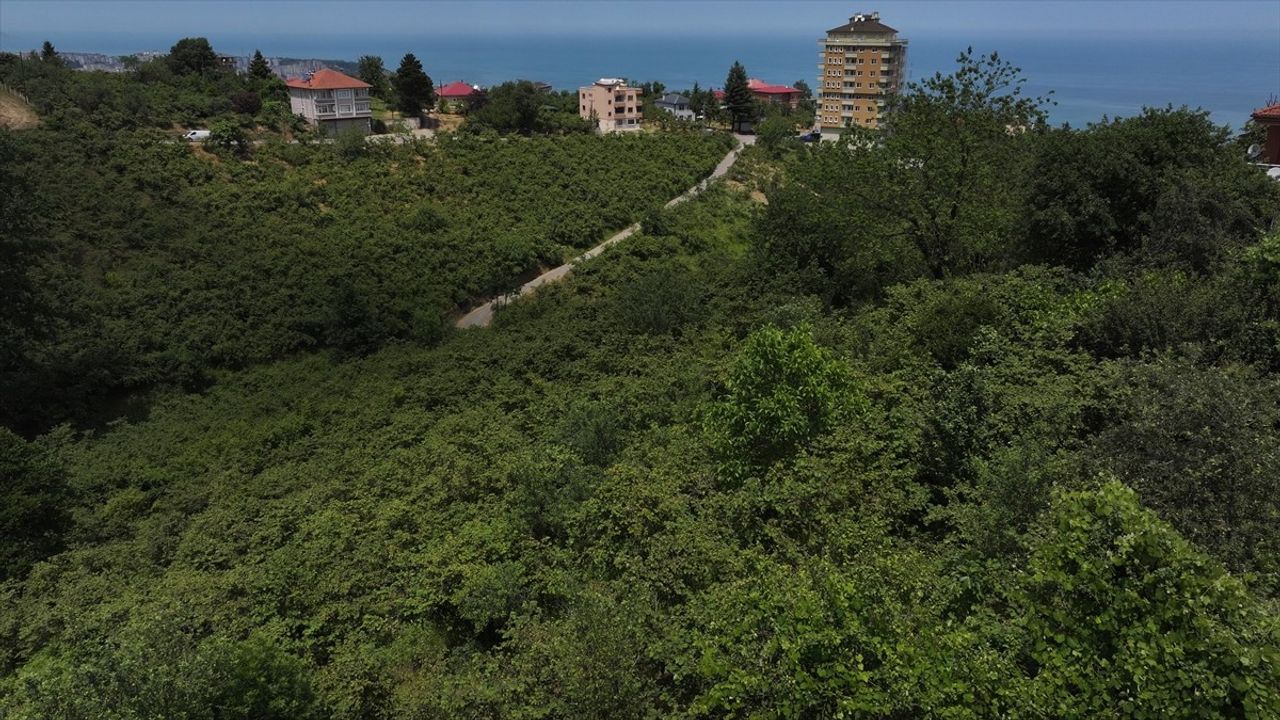 Fındık Hasadı Öncesi Kritik Hazırlıklar Yoğunlaşıyor