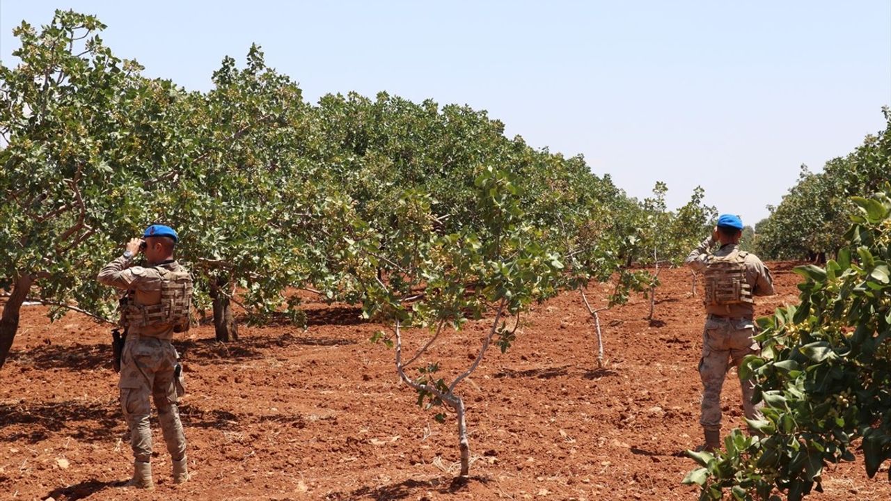 Gaziantep'te Jandarma Antep Fıstığı İçin Nöbete Başladı