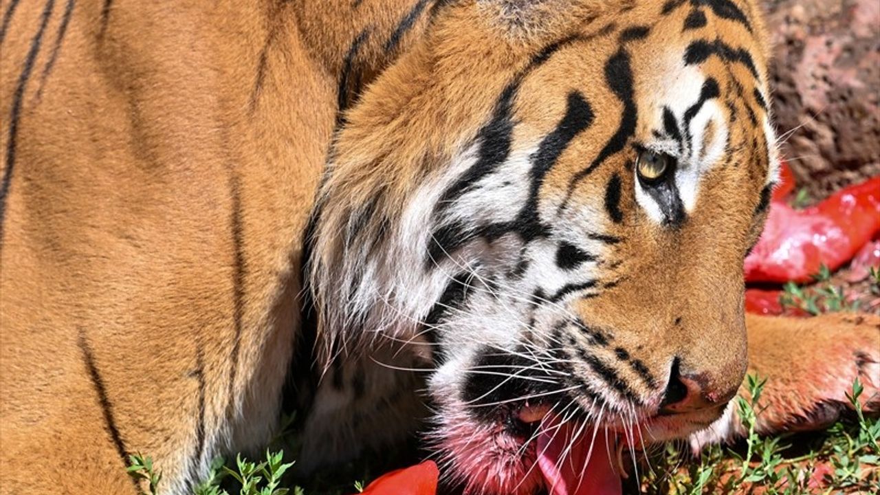 Gaziantep'te Kaplanlara Özel Buzlu Kokteyl ile Uluslararası Kaplan Günü Kutlandı