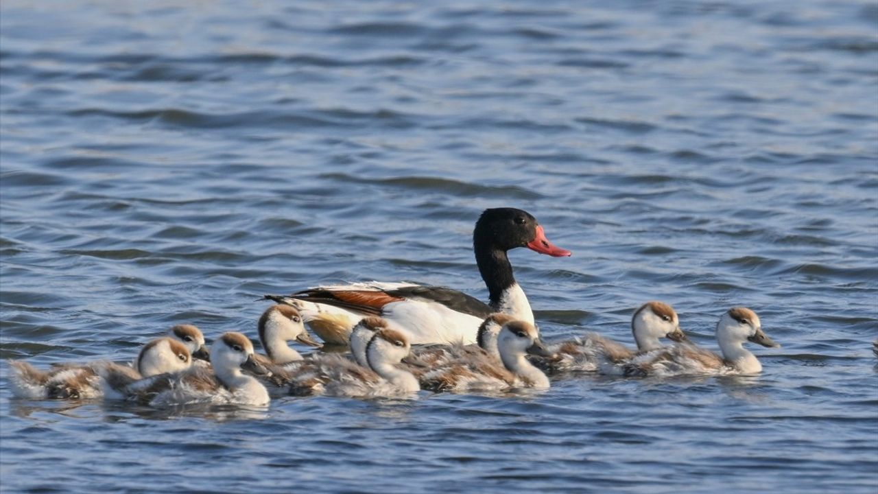 Gaziantep'teki Hancağız Barajı'nda Suna Kuşu Yavrularıyla Gözlemlendi