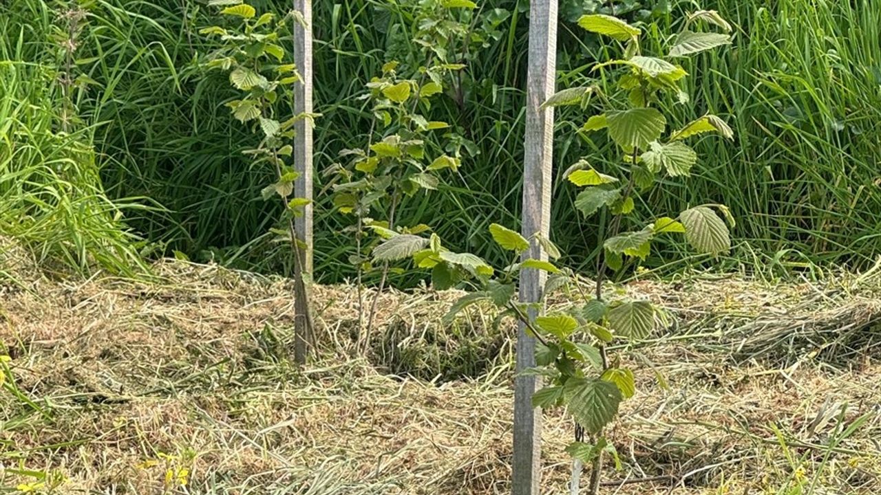 Giresun'da Çakıldak Fındık Çeşitlerini Geliştirme Projesi Devam Ediyor