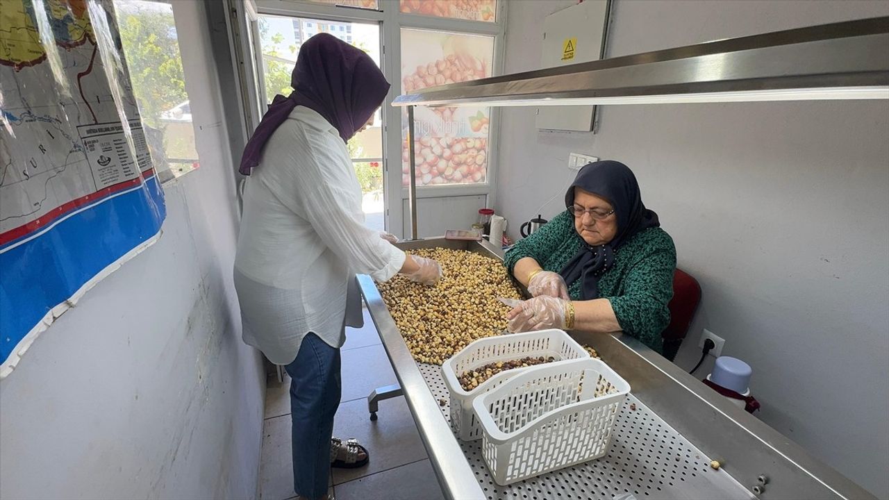 Giresunlu Girişimci Kadın KOSGEB desteği ile Fındık İşleme Tesisi Kurdu