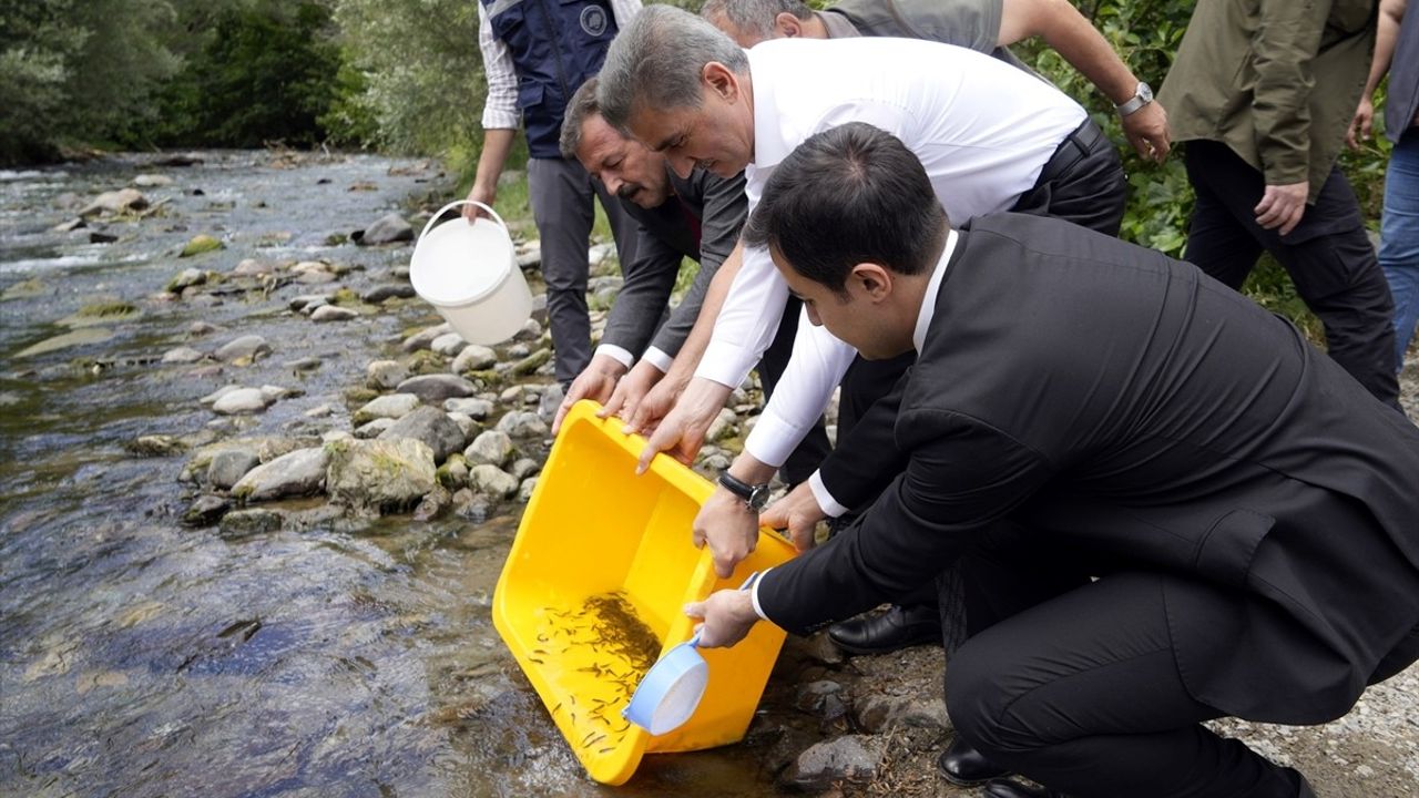 Gümüşhane'deki Çit Deresi'ne 10 Bin Alabalık Yavrusu Salındı