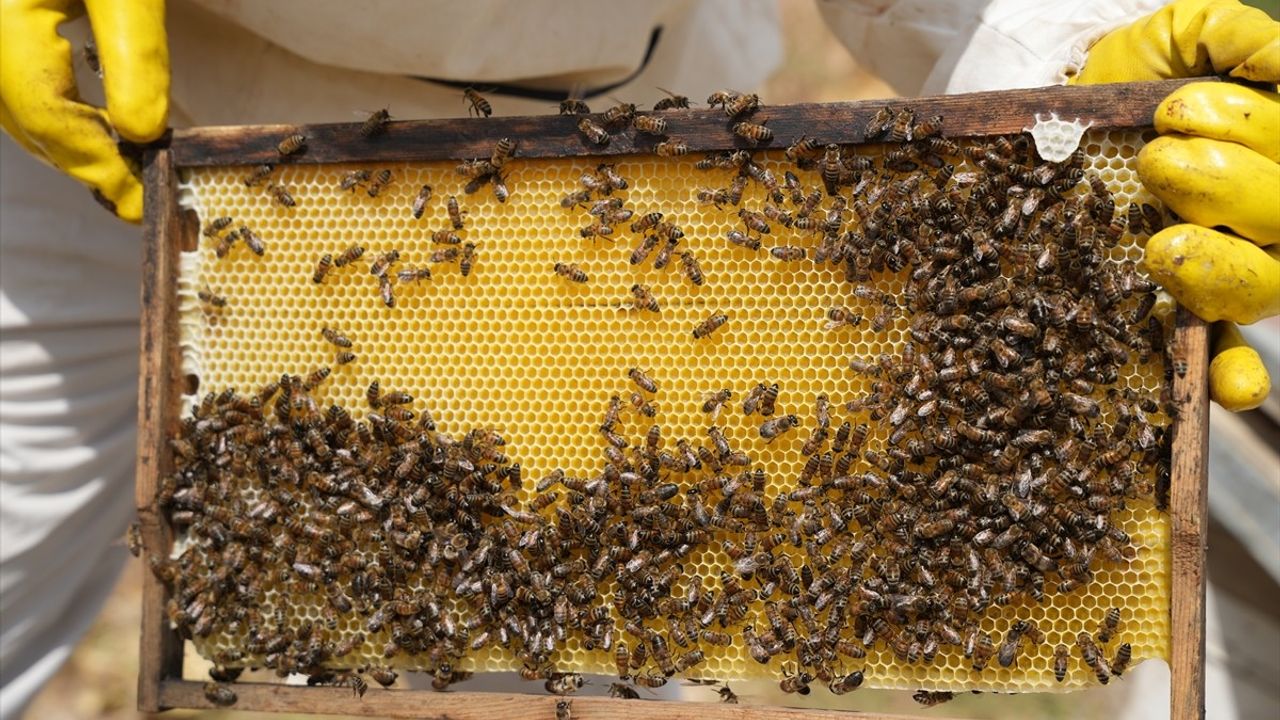 Hakkari'de 2023 Bal Hasat Şenliği Yoğun İlgiyle Gerçekleştirildi