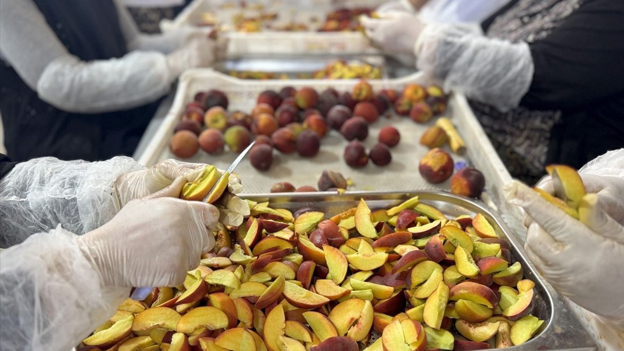 Hatay'da Depremzede Kadın Girişimcinin Meyve ve Sebze İhracatı