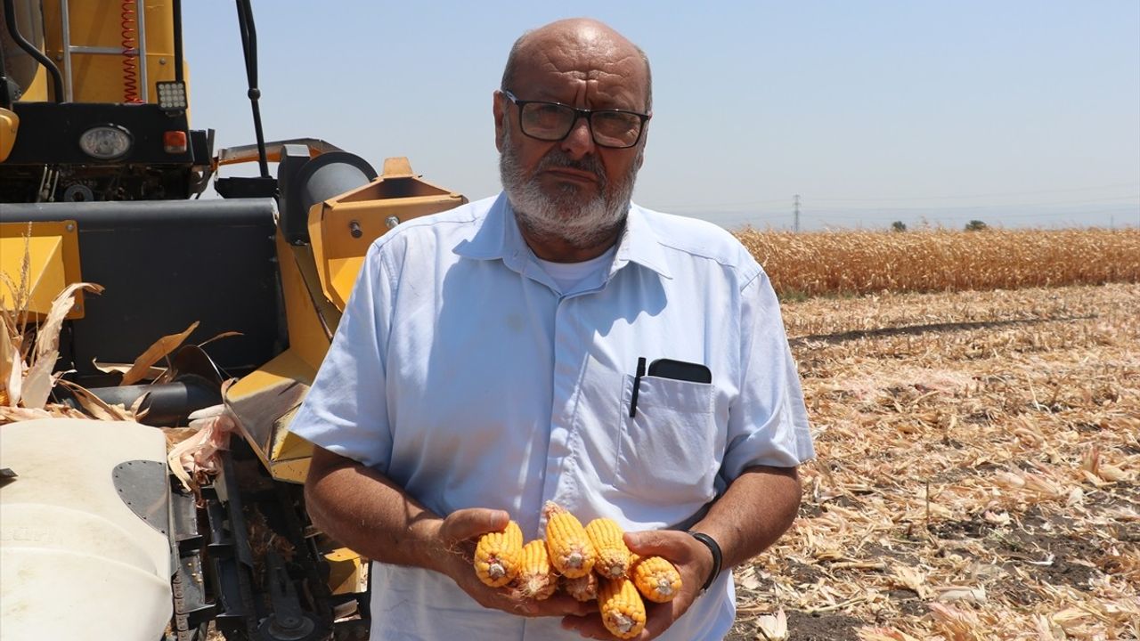 Hatay'ın Amik Ovası'nda Mısır Hasadı Başladı