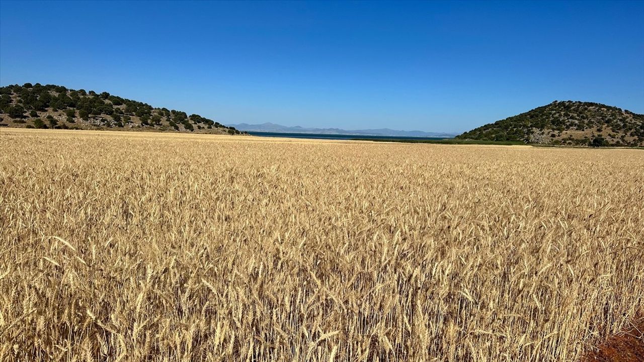 Isparta'da Hububat Hasadı Sezonu Başladı