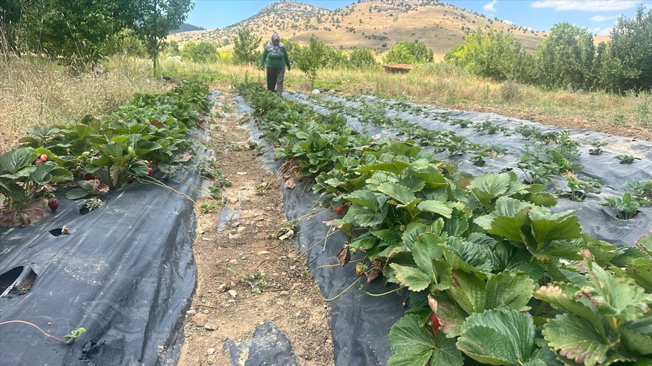 Isparta'nın Aksu İlçesinde Çilek Hasadı Başladı