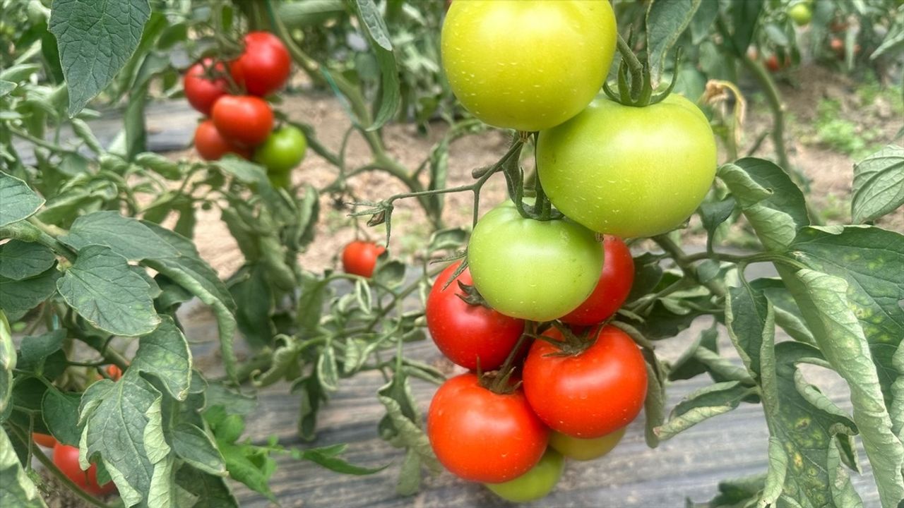 Isparta Yaylalarında Örtü Altı Domates Hasadı Başladı