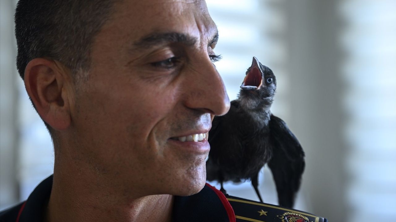 İtfaiye Eri tarafından Kurtarılan Karga Zeytin, İstasyonun Maskotu Oldu