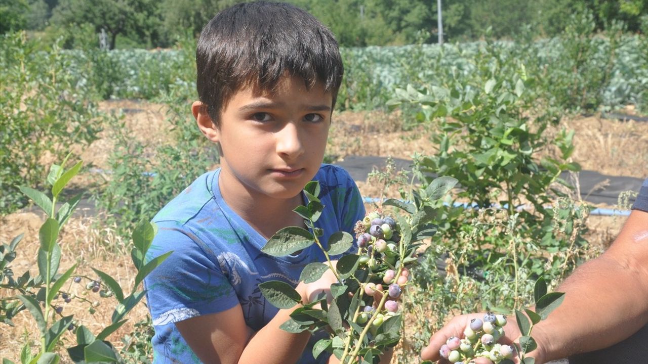 İzmir'de Maviyemişin İlk Hasadı Gerçekleşti