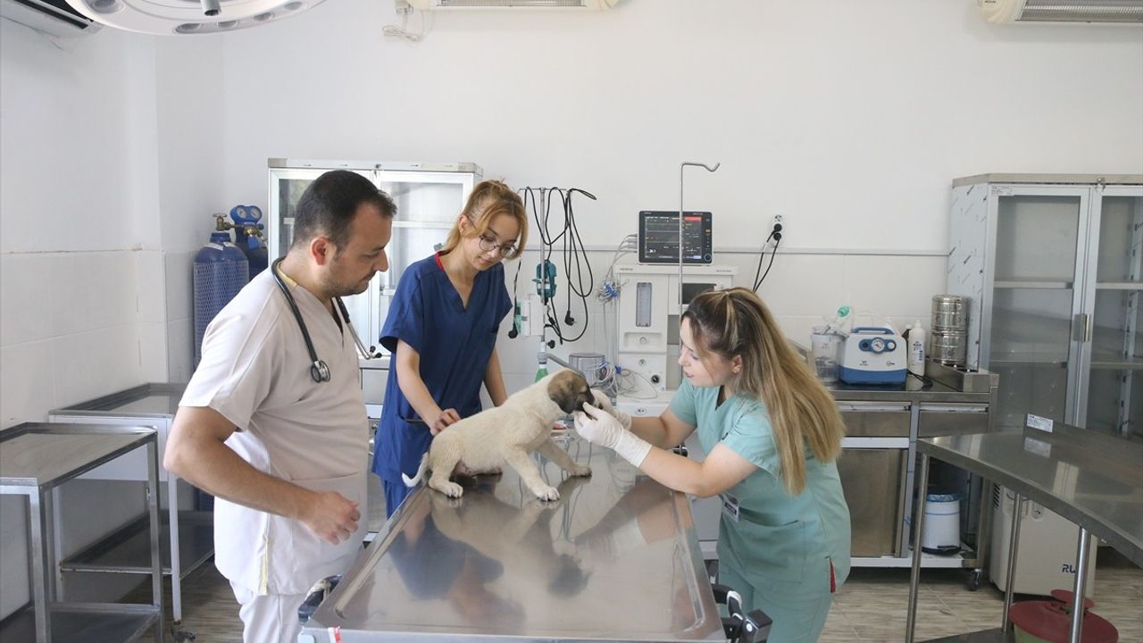 Kahramanmaraş'taki Kapıçam Bakımevi, Sokak Hayvanlarına Şifa ve Yuva Sağlıyor