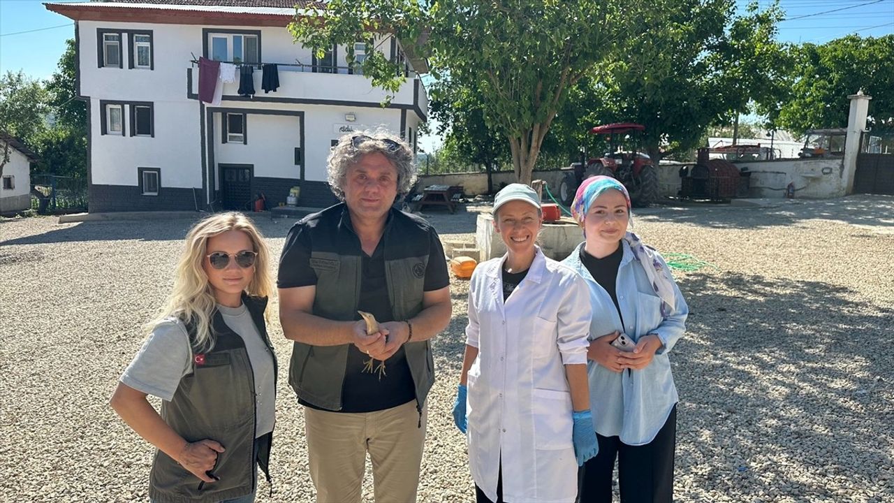 Karabük'te Yaralı Bayağı Balaban Kuşu Bulundu ve Tedavi Edildi