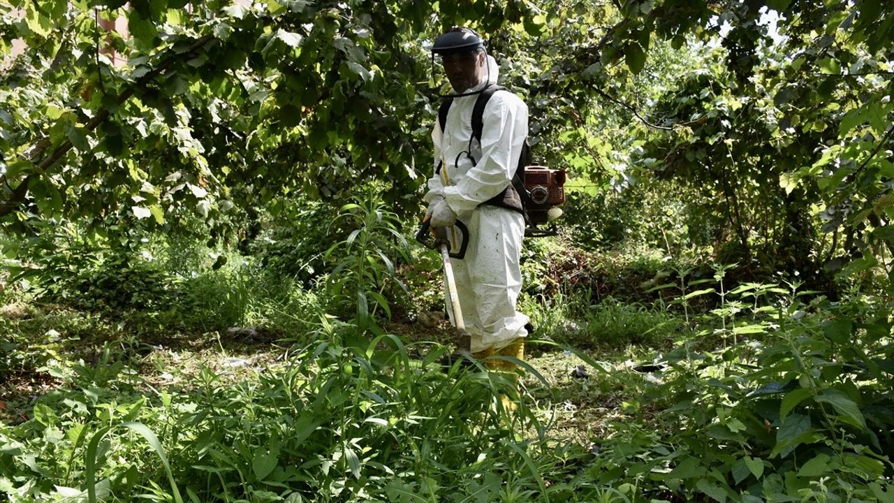 Karadeniz Bölgesi'nde Fındık Üreticileri Hasada Hazırlanıyor