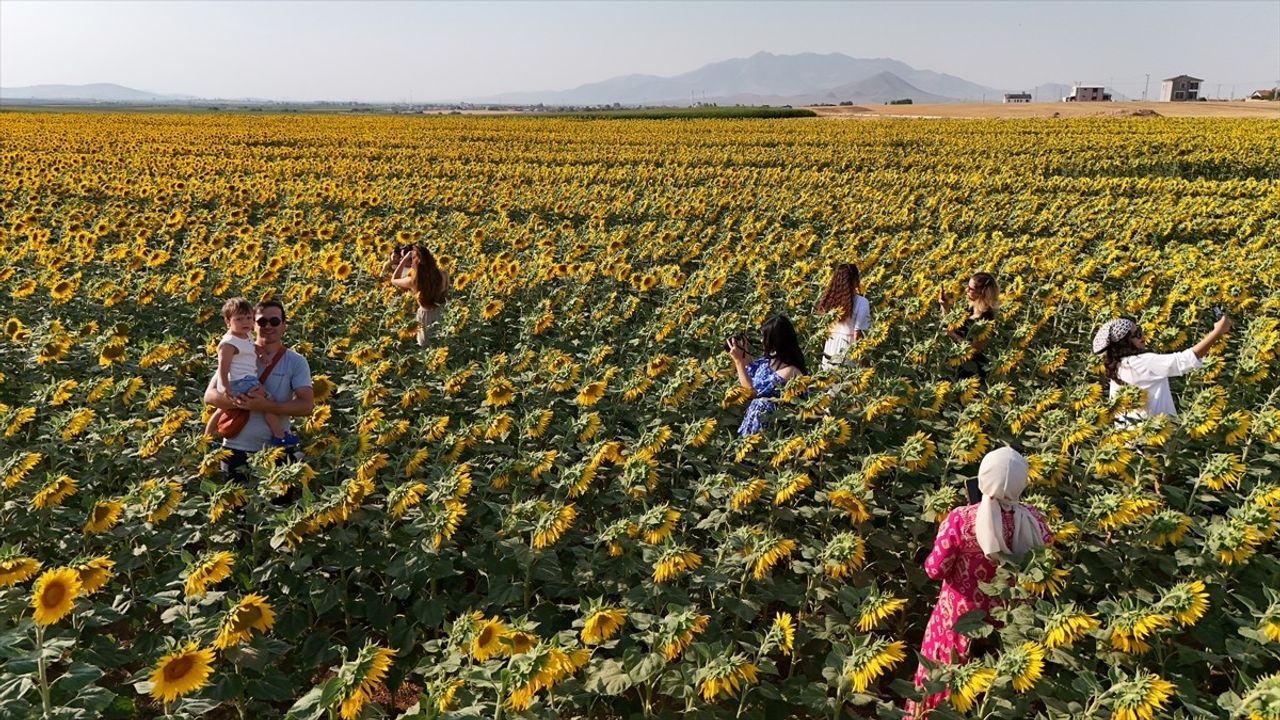 Karaman'da Ayçiçeği Tarlaları Fotoğraf Severleri Ağırlıyor