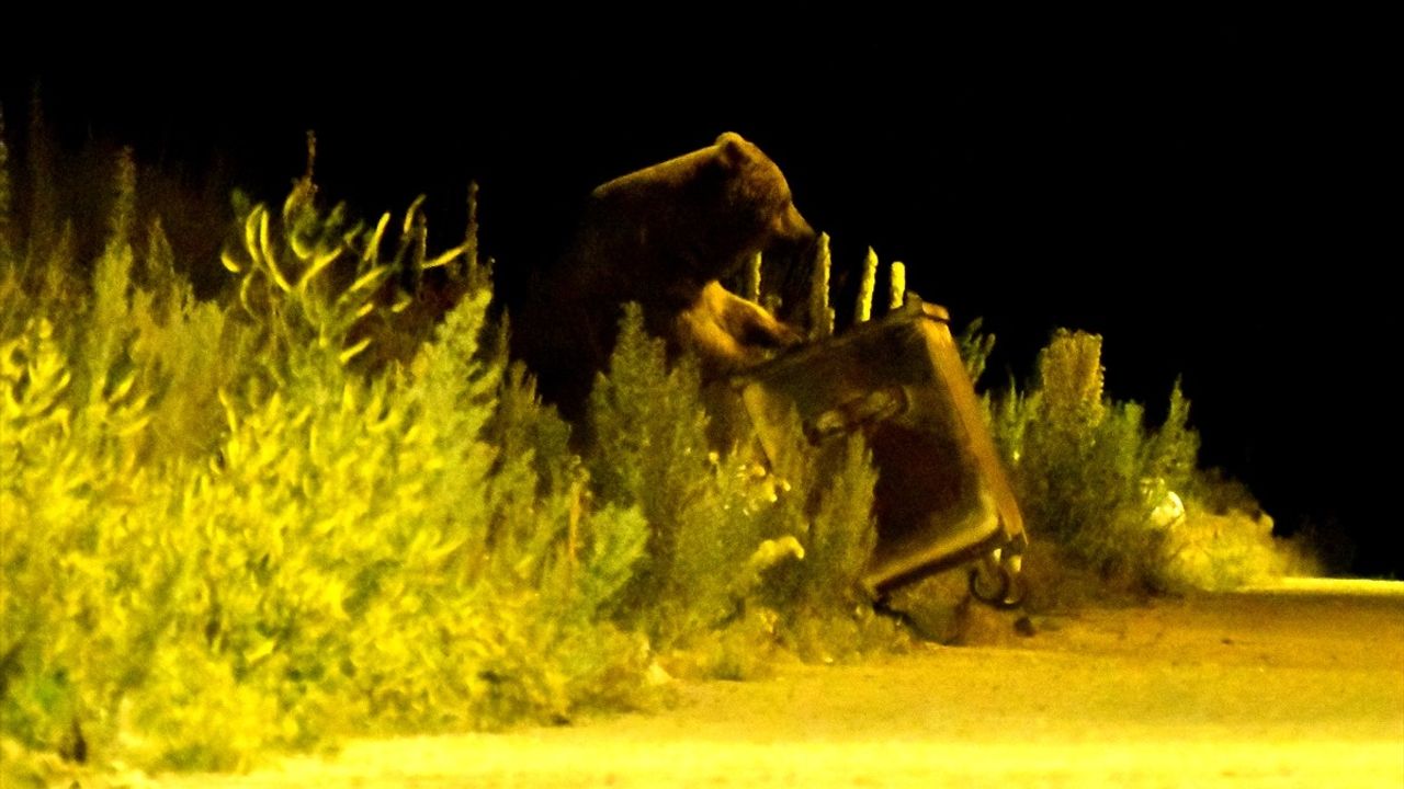Kars'ın Sarıkamış İlçesinde Boz Ayı Mahalleye İndi