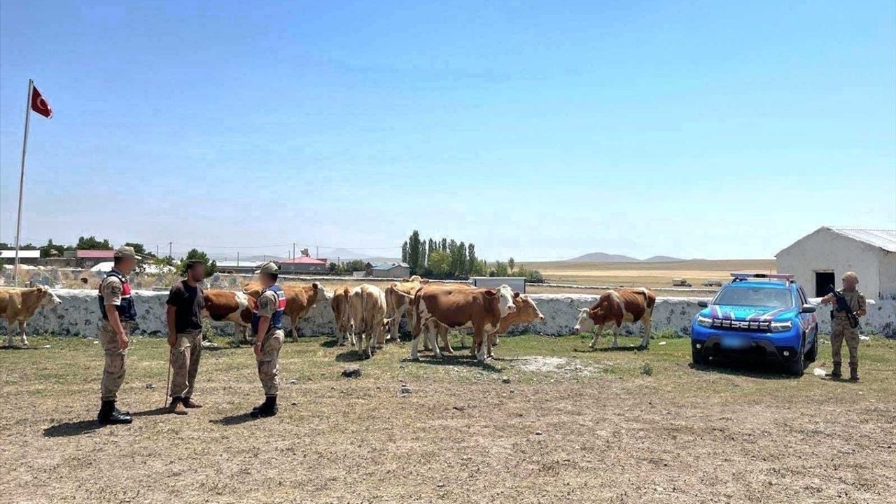 Kars'ta Kaybolan 10 Büyükbaş Hayvan Jandarma Ekipleri Tarafından Bulundu