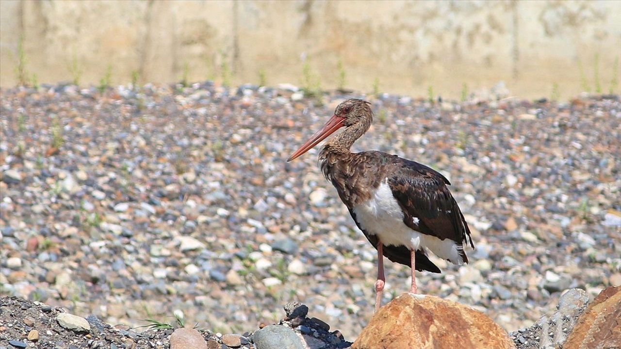 Kastamonu'da Nadir Görülen Kara Leylek Fotoğraflandı