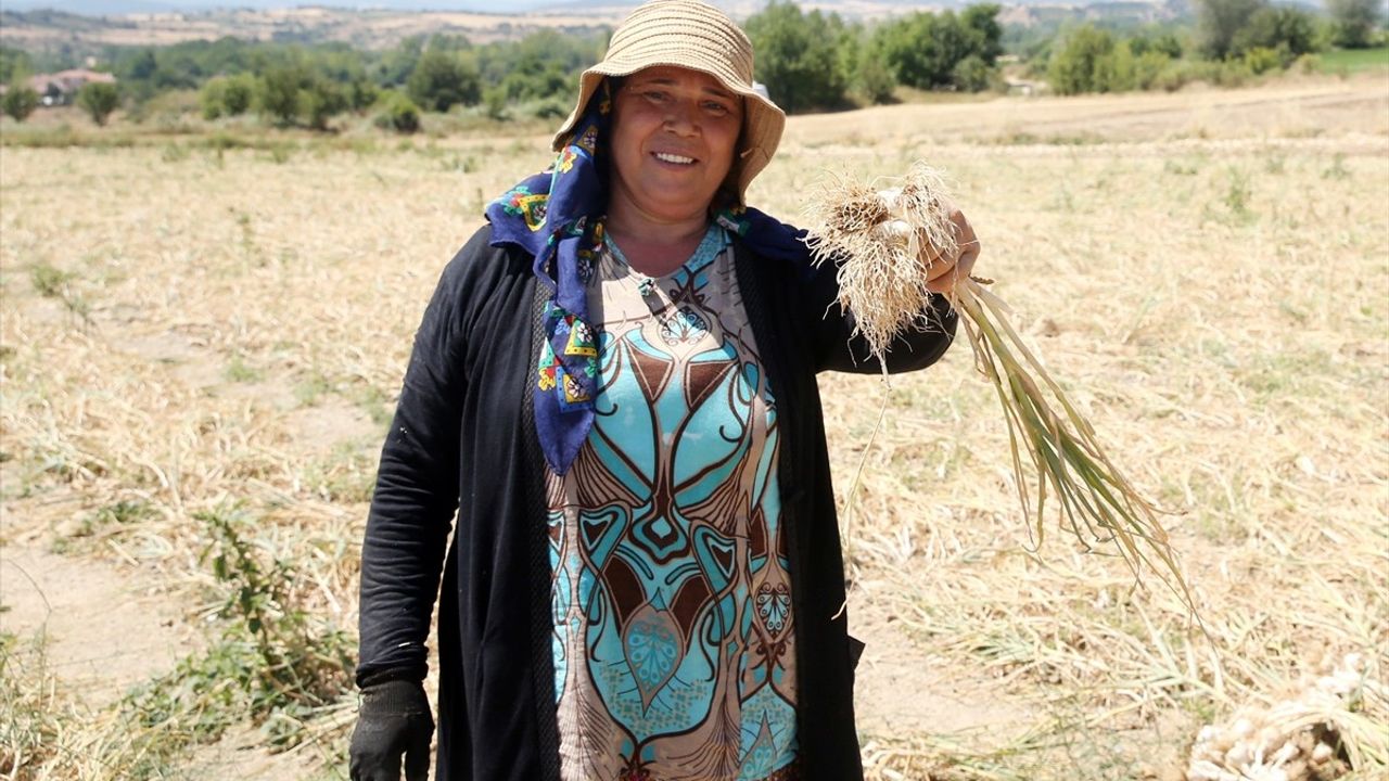 Kastamonu'da Taşköprü Sarımsağının Hasadı Sıcak Havada Devam Ediyor