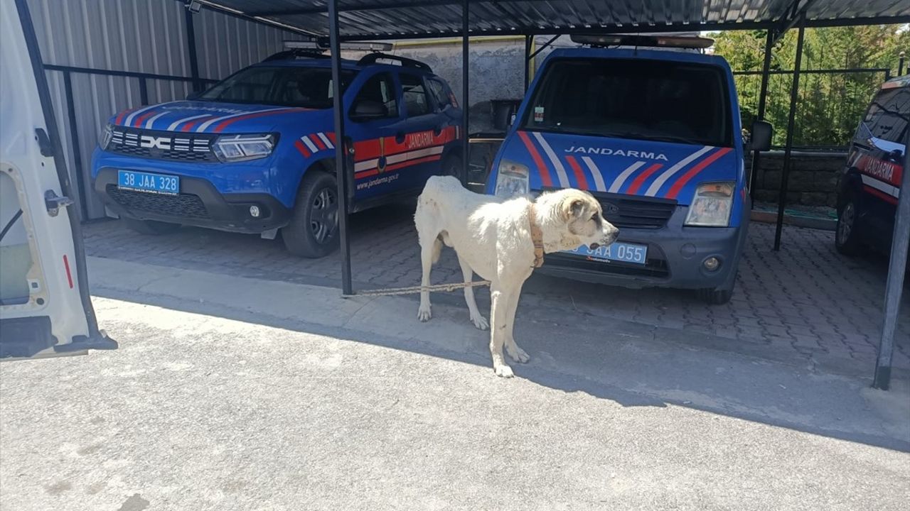 Kayseri'de Köpeğini İple Bağlayarak Araç Çektiren Kişiye Cezai İşlem
