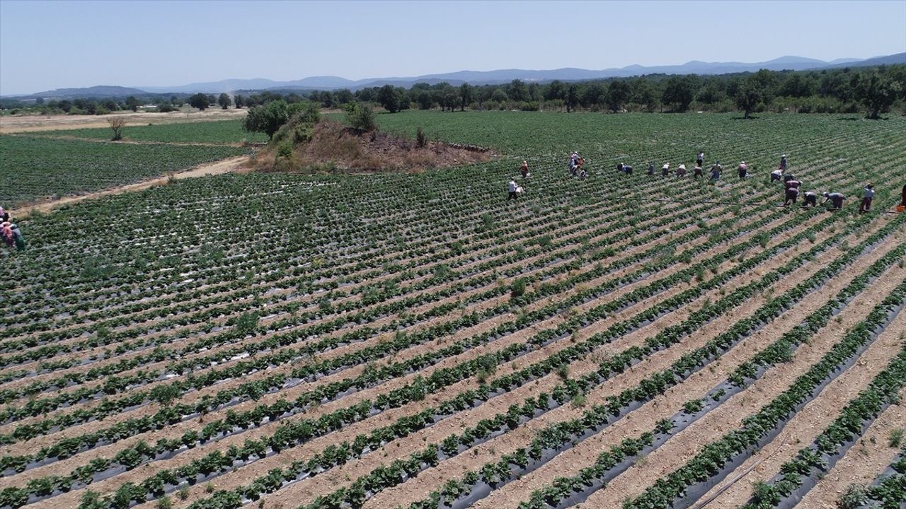 Kazdağları'ndan Yükselen Çilek: Yenice'nin Ekonomik Can Damarı