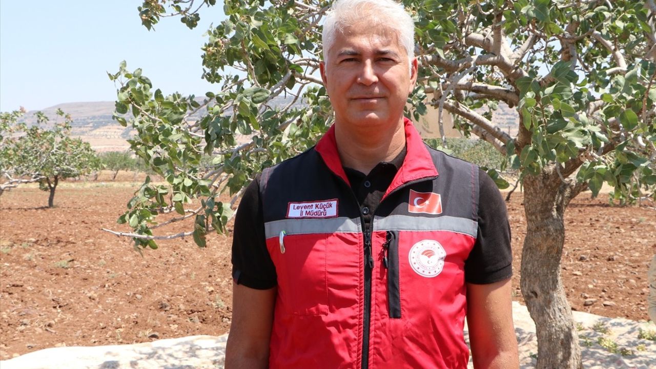 Kilis'te Boz Antep Fıstığı Hasadı Başladı