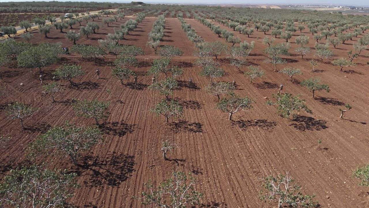 Kilis'te Jandarma, Antep Fıstığı Hırsızlığına Karşı Hava ve Kara Denetimleri Gerçekleştiriyor
