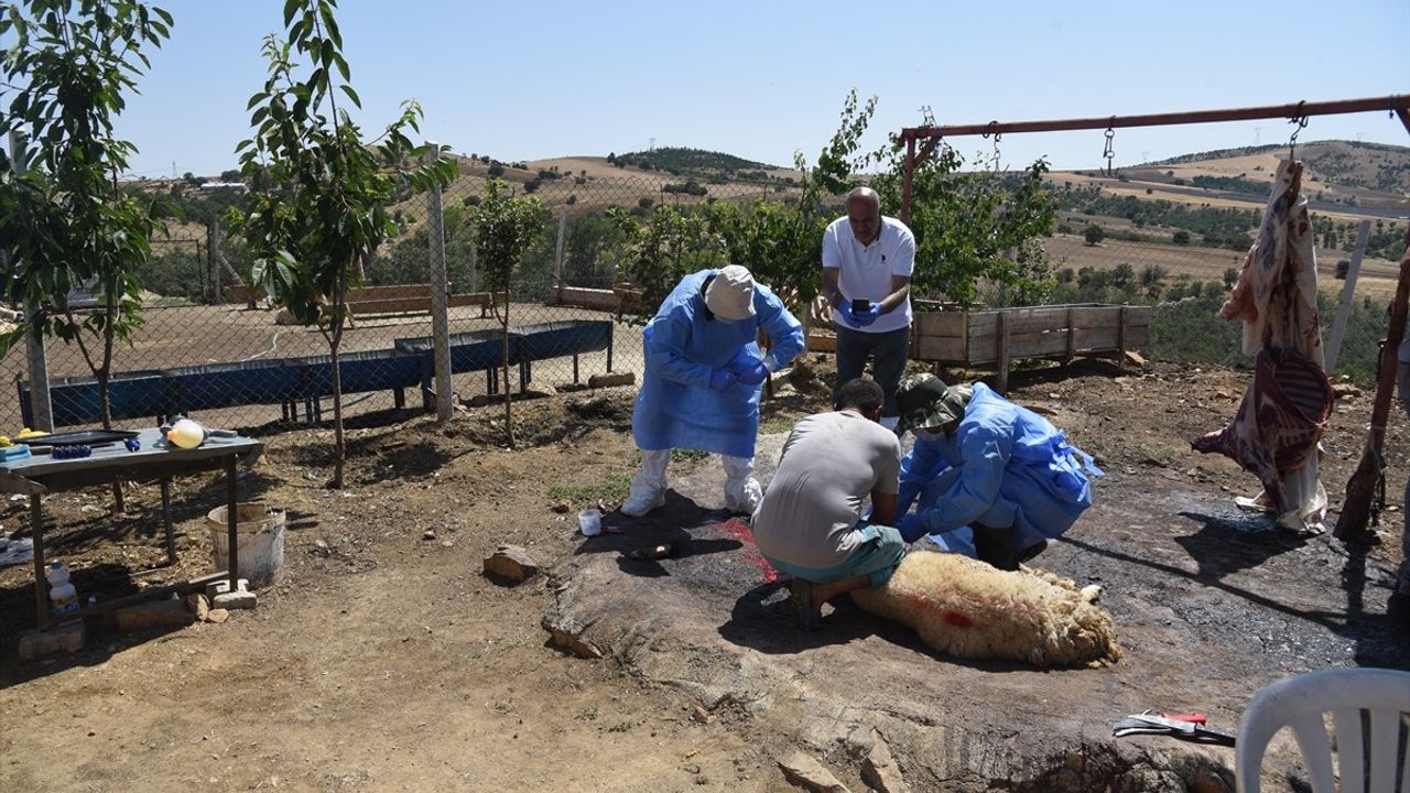 Kırıkkale'de 200 Küçükbaş Hayvan Telef Oldu: İnceleme Başlatıldı