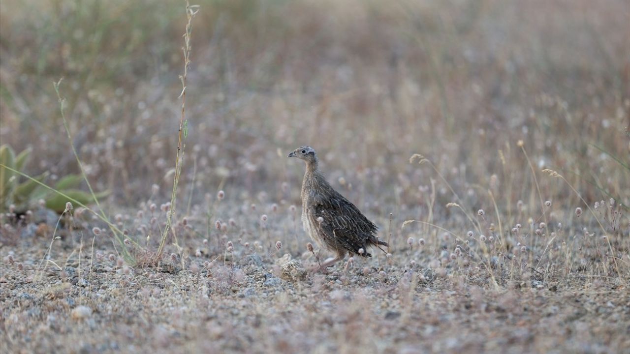 Kırklareli'nde 600 Keklik Doğaya Salındı