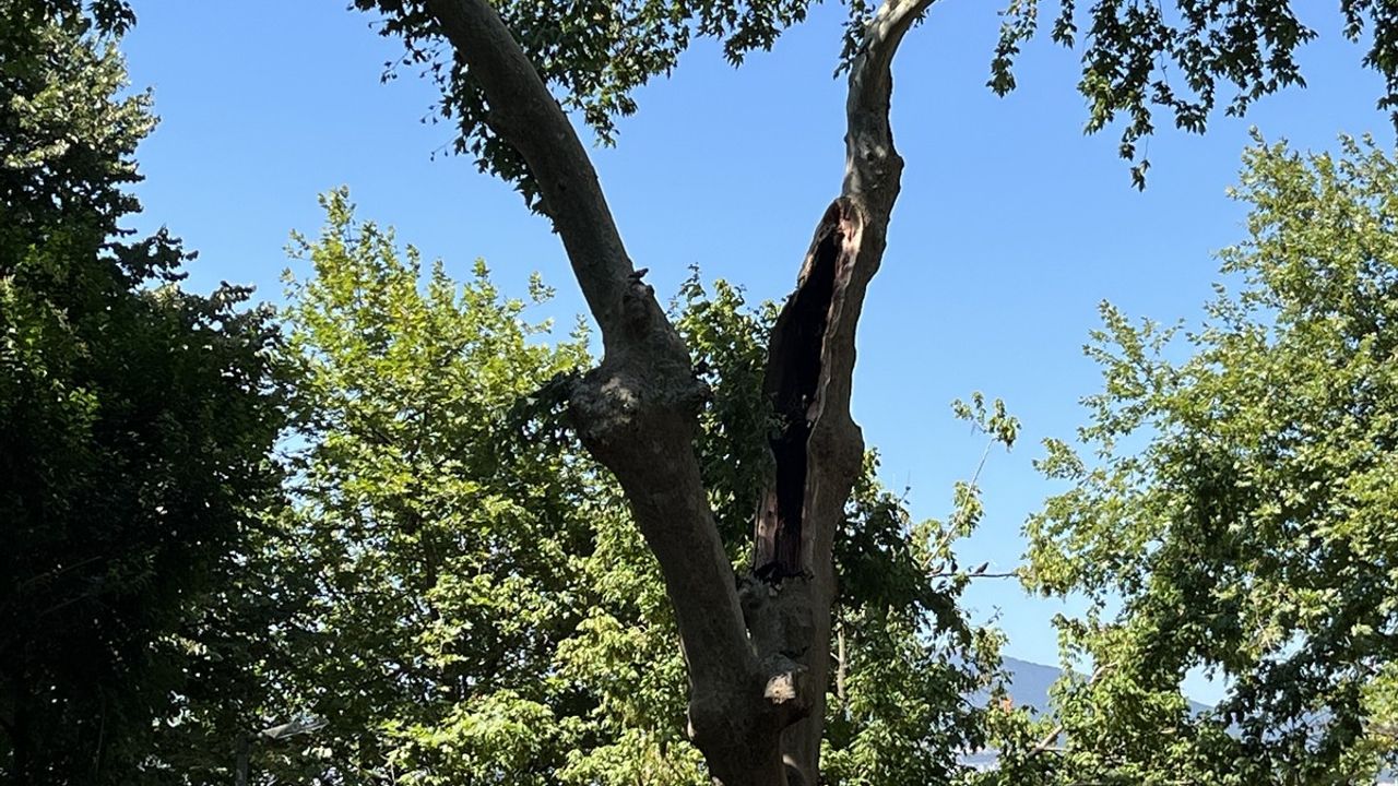 Kocaeli'de Ağaç Dalı Düşmesi: 3 Yaralı