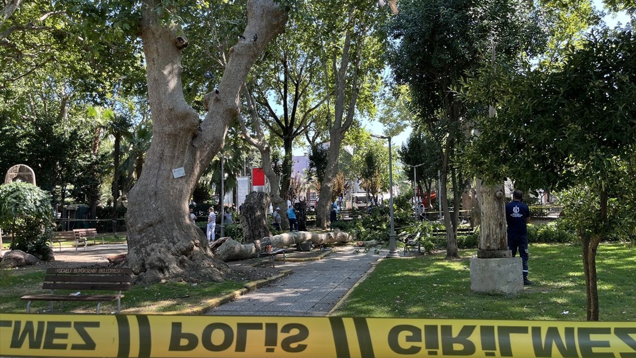 Kocaeli'de Çınar Ağacından Düşen Dal, 1 Can Aldı: Güvenlik Kamerası Görüntüleri Ortaya Çıktı