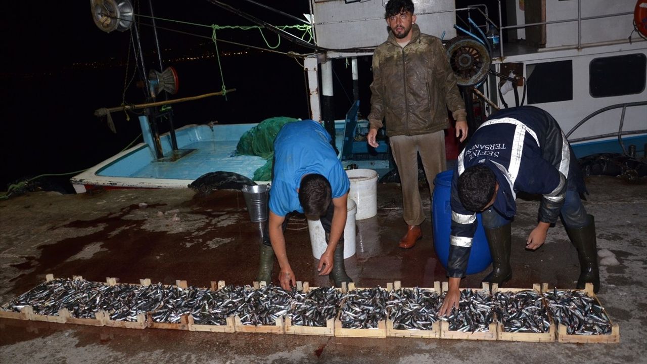 Kocaeli Ereğli Balık Hali'nde Balık Mezadı Hareketliliği Devam Ediyor
