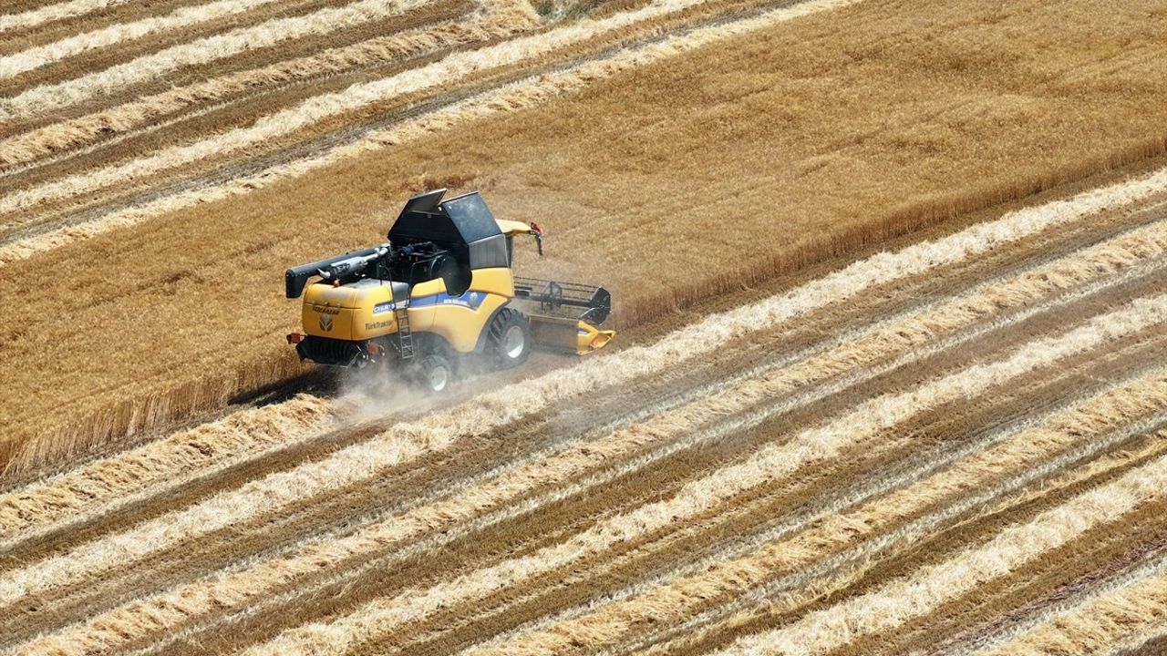 Konya Ovası'nda Buğday ve Arpa Rekoltesinde Düşüş Bekleniyor