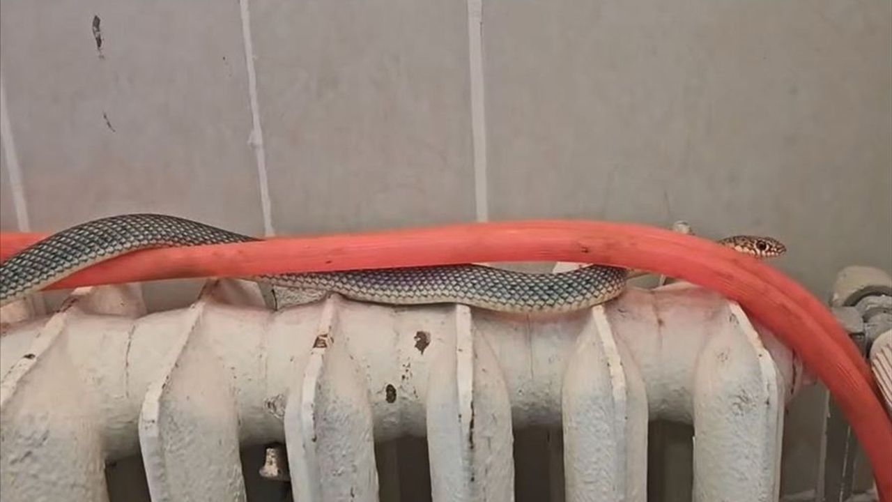 Kütahya'da Restoran Tuvaletinde Bulunan Yılan Doğaya Salındı