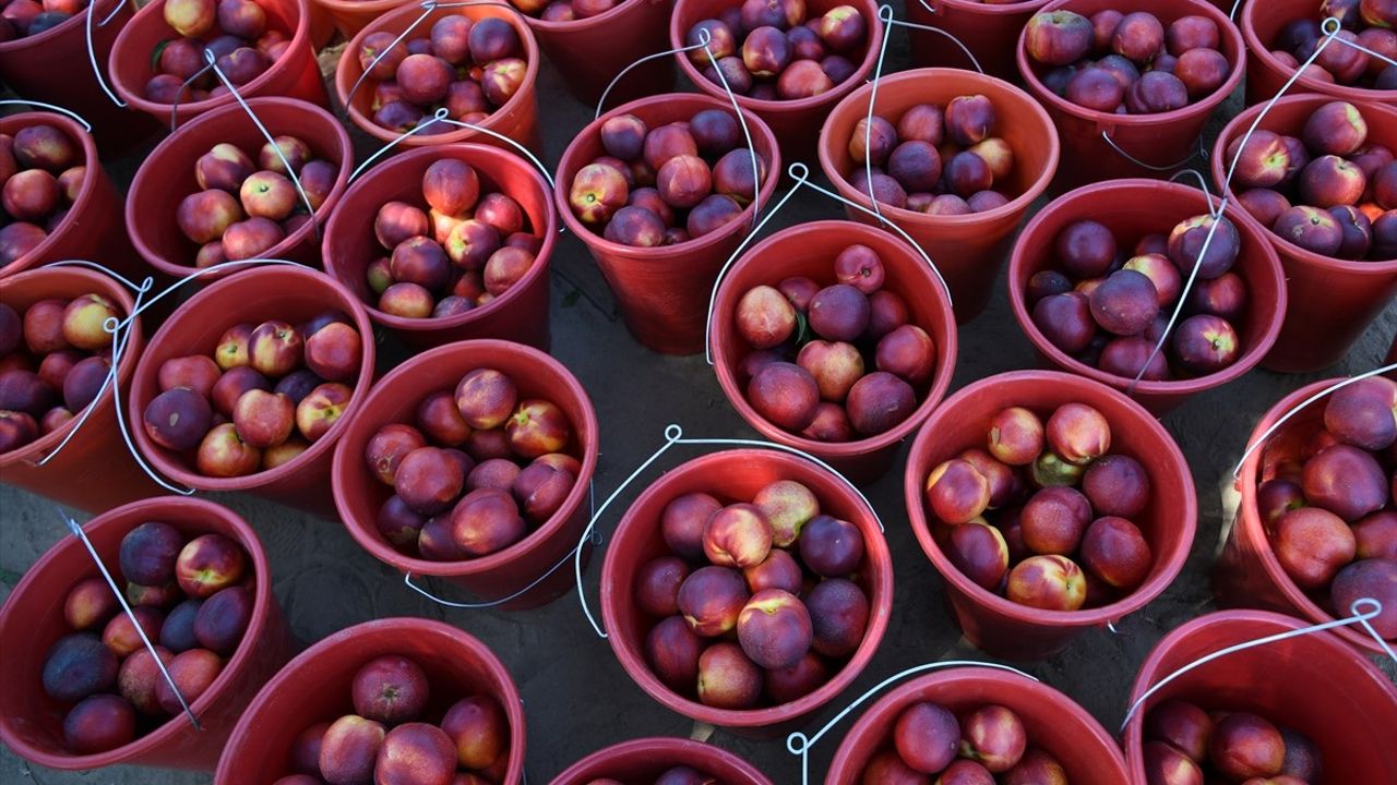 Lapseki Şeftalisi için 70 Ton İhracat Hedefleniyor