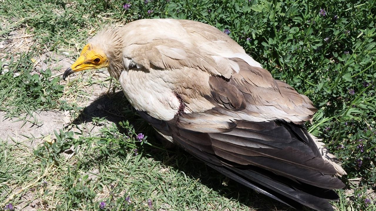 Malatya'da Yaralı Beyaz Akbaba Tedavi Ediliyor