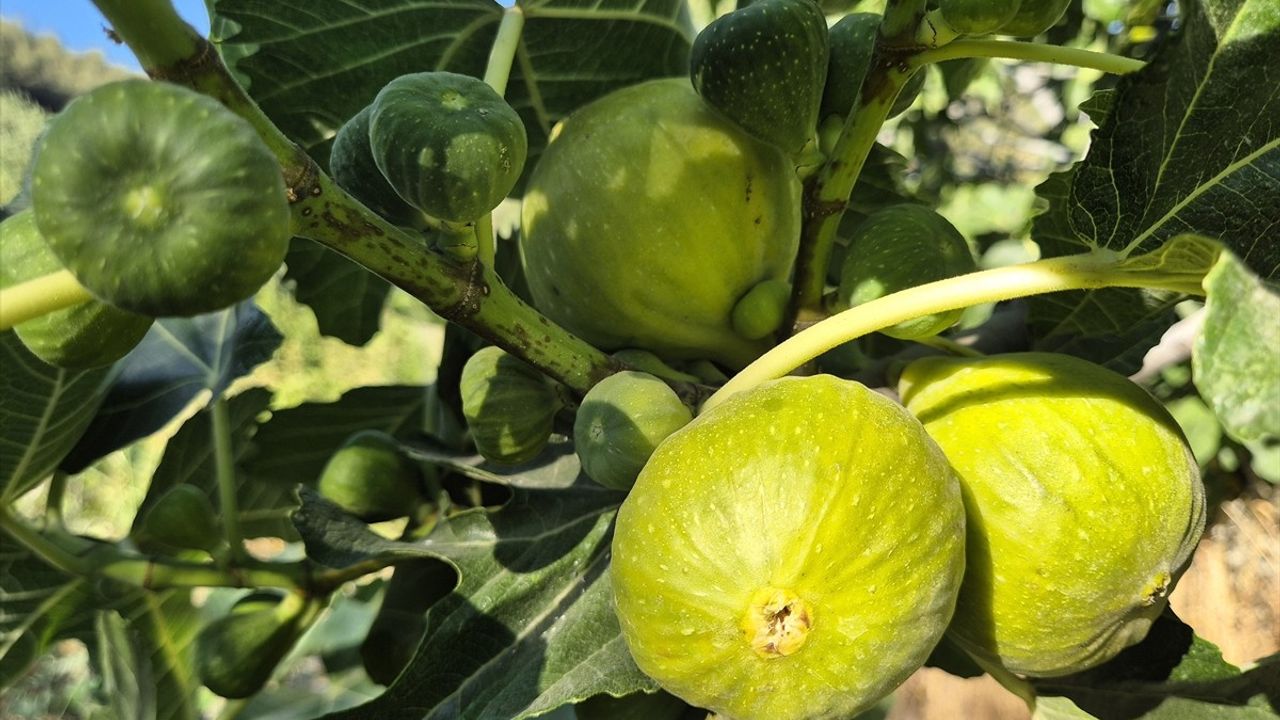 Manisa'da Yediveren İncirinin Hasadı Başladı