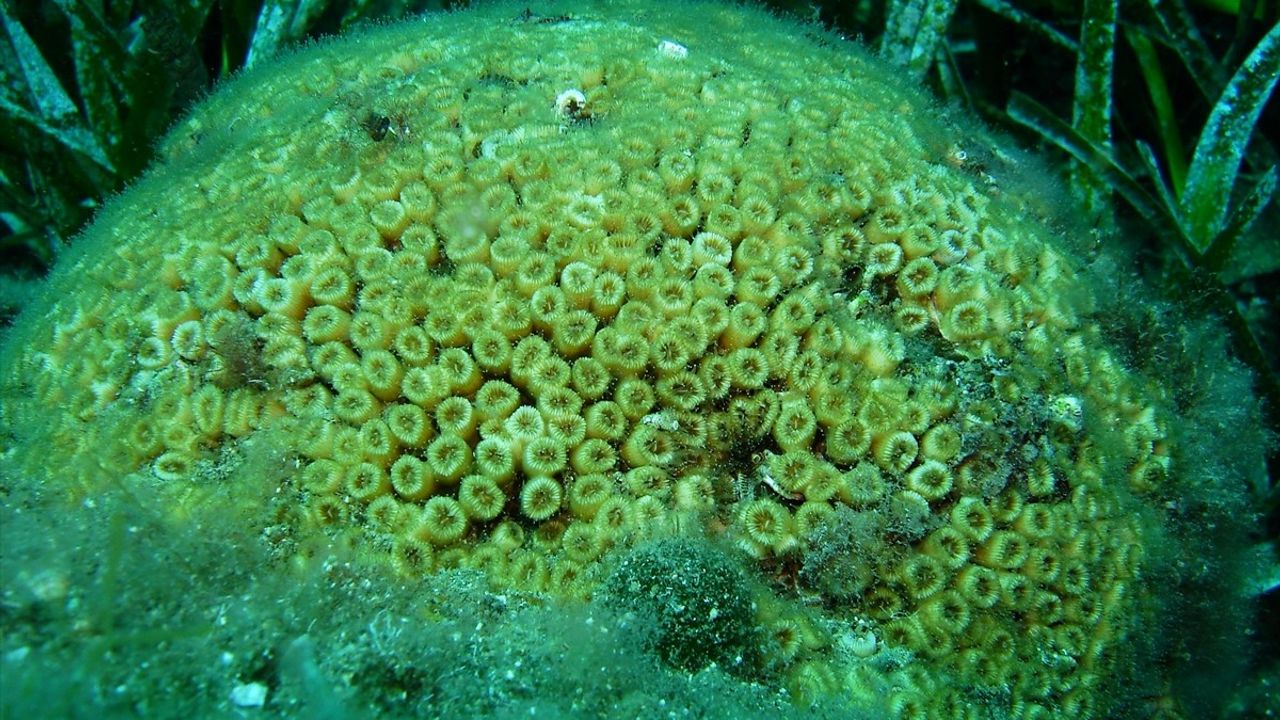 Marmara ve Kuzey Ege'deki Endemik Mercanlar İçin Koruma Projesi Başlatıldı