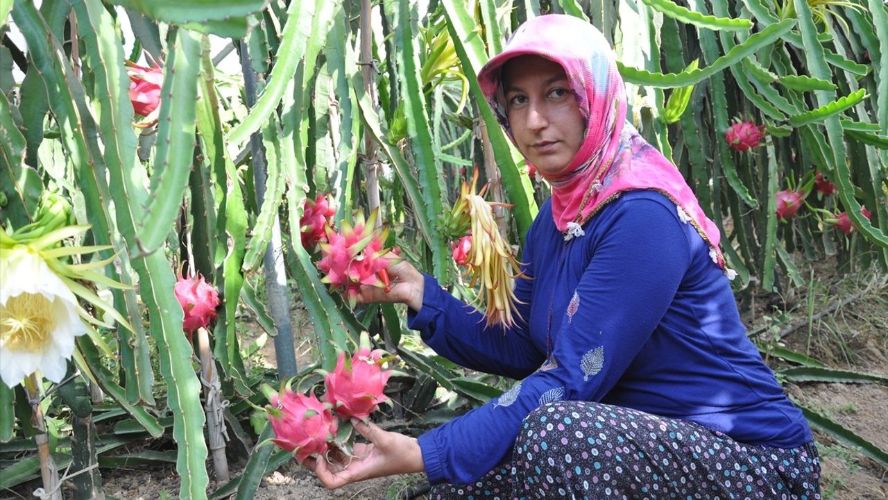 Mersin'de Ejder Meyvesi Hasadı Başladı: Yeni Bir Alternatif Meyve Üretimi