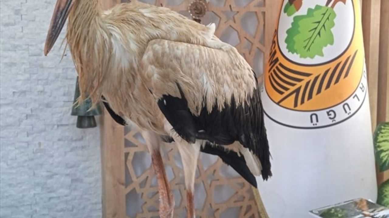 Mersin'de Orman Yangınlarından Kaçan Yaralı Leylek Koruma Altına Alındı