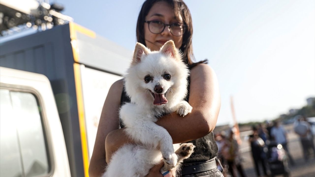 Mersin'de Patili Dostlar Buluşması Hayvanseverleri Bir Araya Getirdi