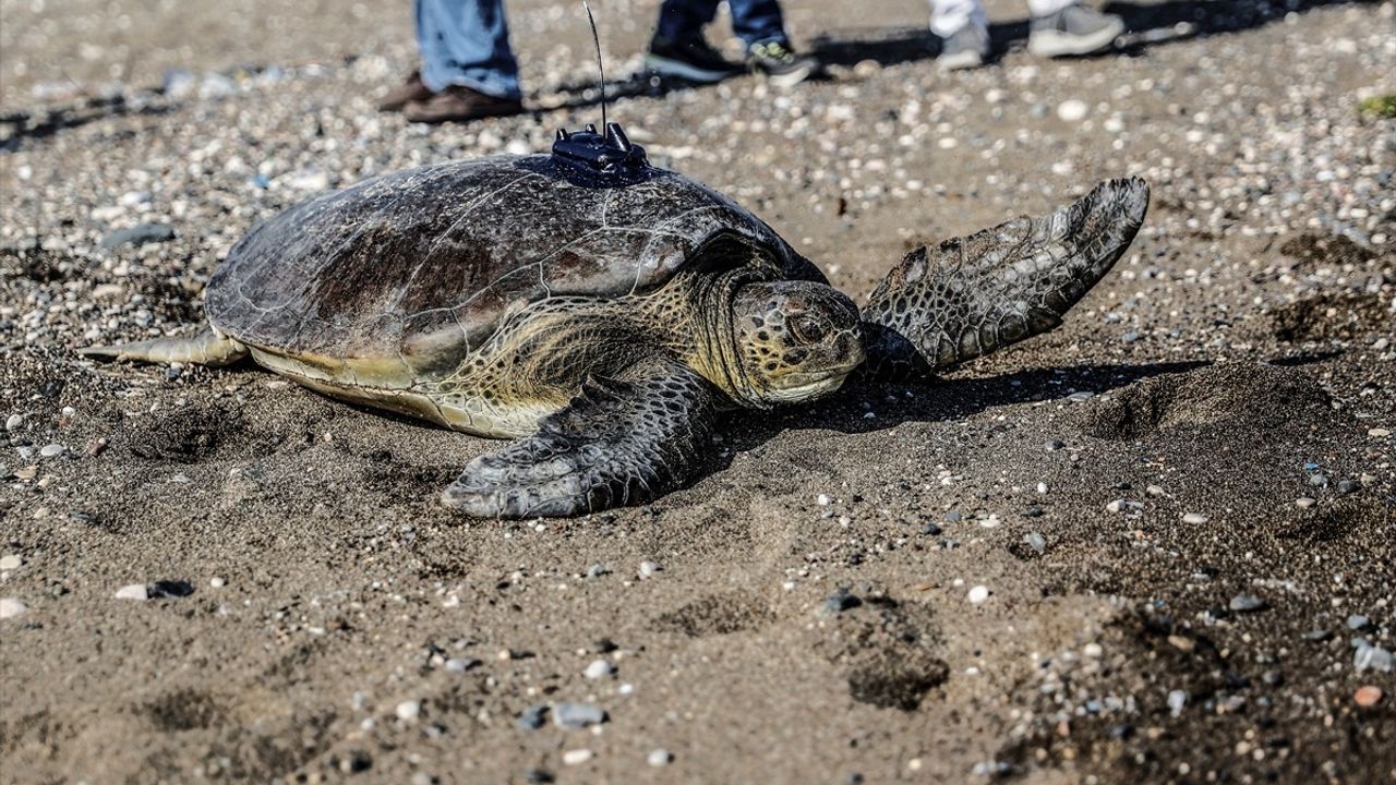 Mersin'de Uydu Takip Cihazı Takılan Yeşil Deniz Kaplumbağası Denize Bırakıldı