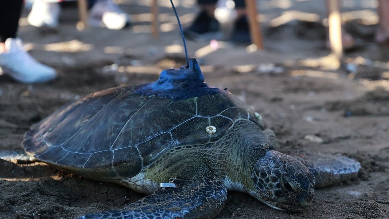 Mersin'de Uydu Takip Cihazı Takılan Yeşil Deniz Kaplumbağası Serbest Bırakıldı