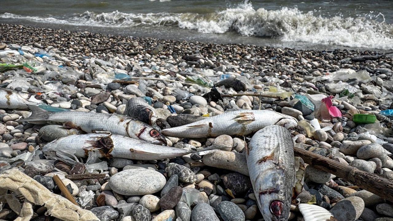 Mersin Sahilinde Ölü Balıklar İçin İnceleme Başlatıldı