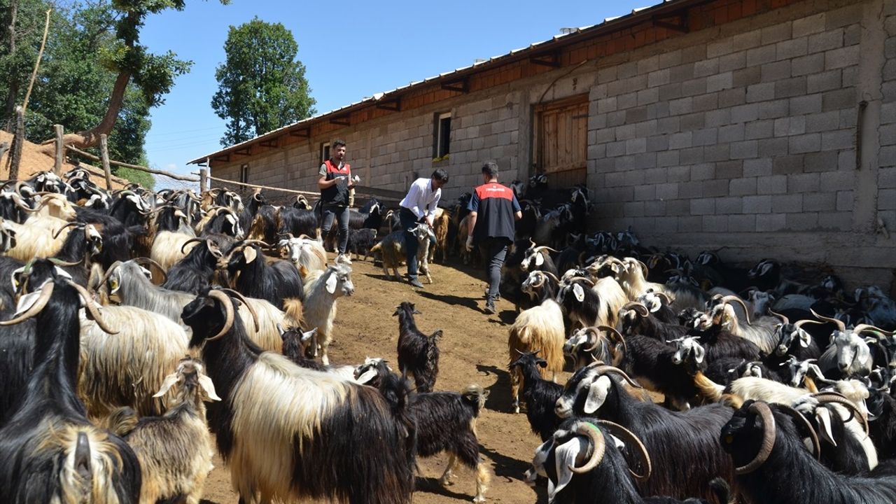 Muş'ta Küçükbaş Hayvan Aşılama ve Kayıt Çalışmaları Başladı