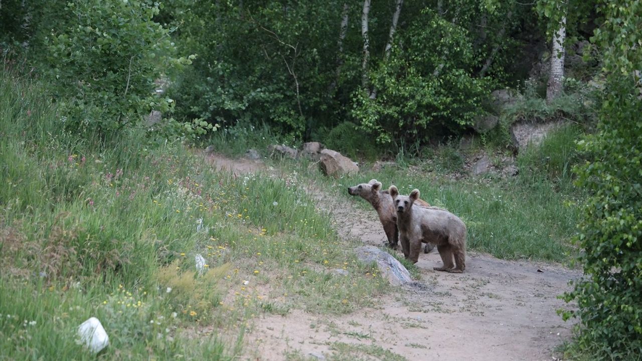 Nemrut Kalderası'ndaki Bozayılar, Ziyaretçilerin İlgi Odağı Oluyor