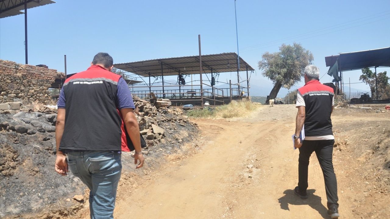 Ödemiş'te Yangın Sonrası Kurtarılan 4 Bin Hayvan Sahiplerine İade Edildi