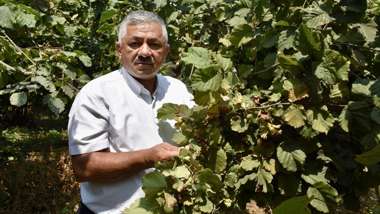 Ordu'da Fındık Hasadına 4 Ağustos'ta Başlanacak