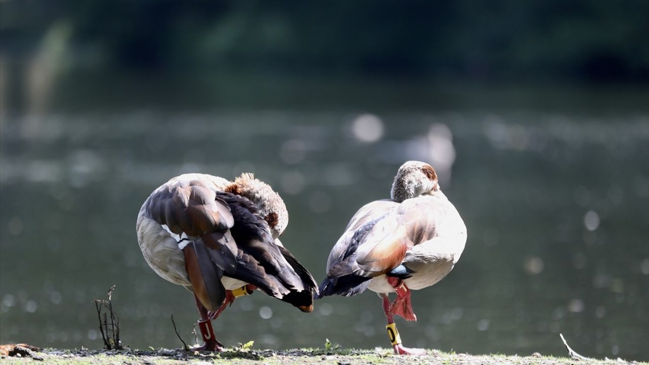 Park Sonsbeek: 126 Yıldır Arnhem'ın Doğal Kaçışı